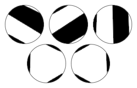 0892_Zebra.png
